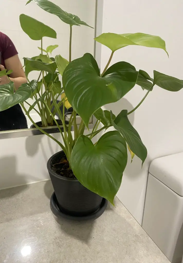 Is Philodendron Melanochrysum Toxic To Cats?