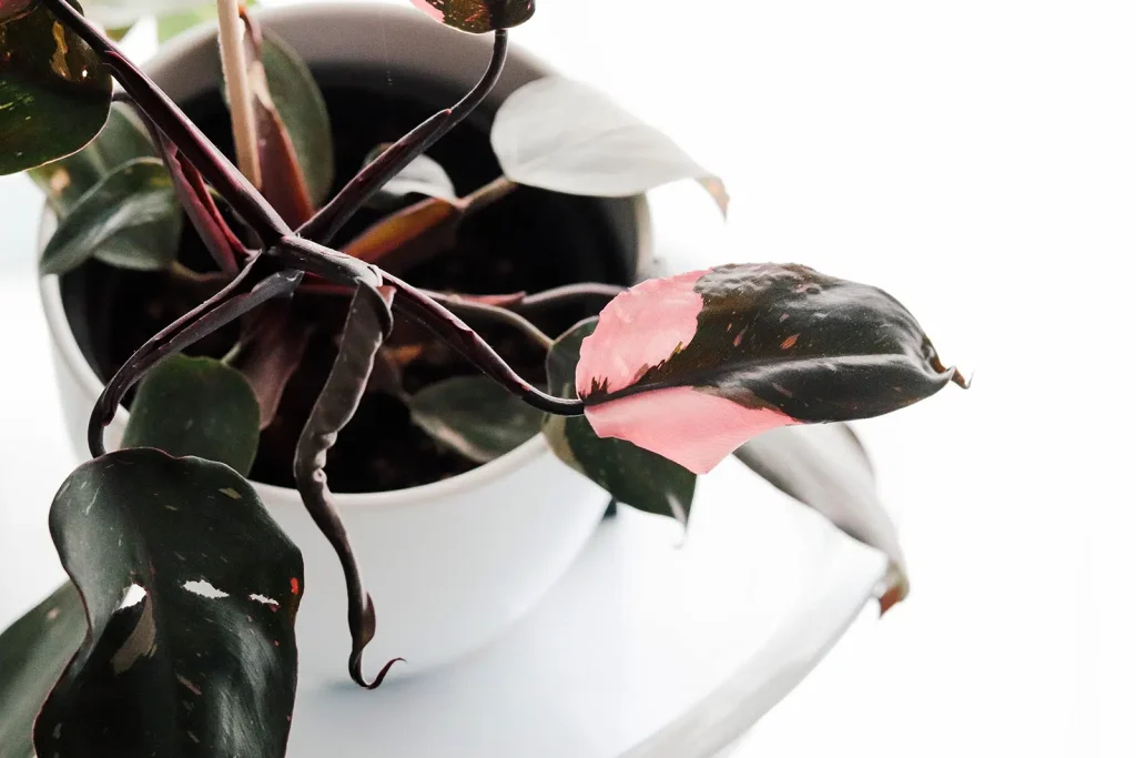 Is Philodendron Pink Princess Toxic To Cats?
