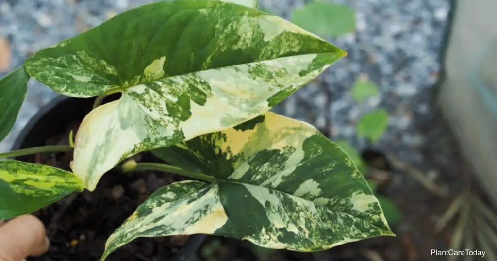 Is Variegated Syngonium Fantasy Toxic To Cats?