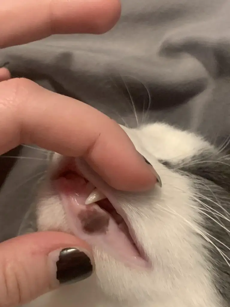 Why are My Cats Gums Brown?