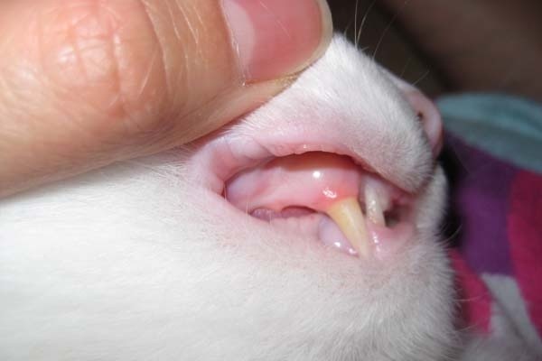 Why are My Cats Gums Pale?