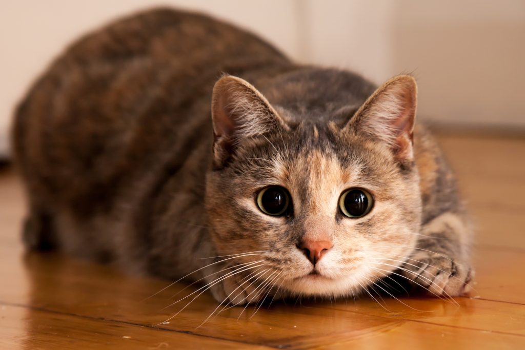 Why Do Cats Shake Their Bums before Pouncing?