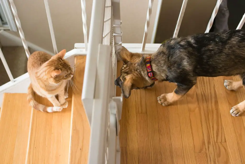Why is My Cat Hissing at Dog?