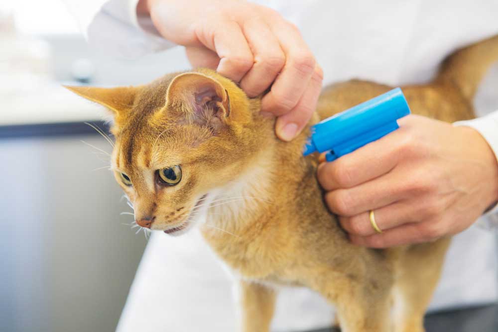 Why You Shouldn'T Microchip Your Cat?