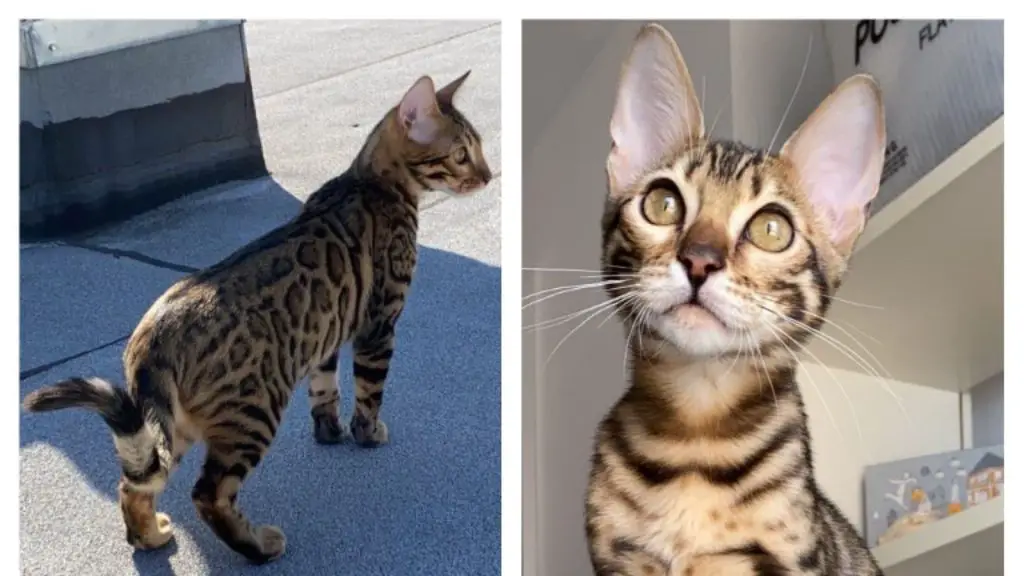 Are Bengal Cats Legal in New York