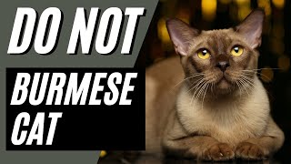 Are Burmese Cats High Maintenance