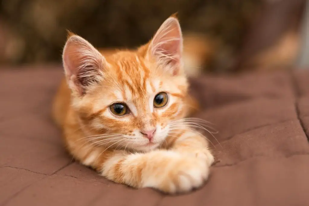 Are Orange Tabby Cats Hypoallergenic