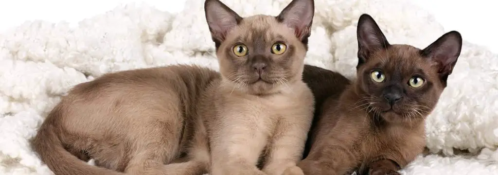 Burmese Cat Personality