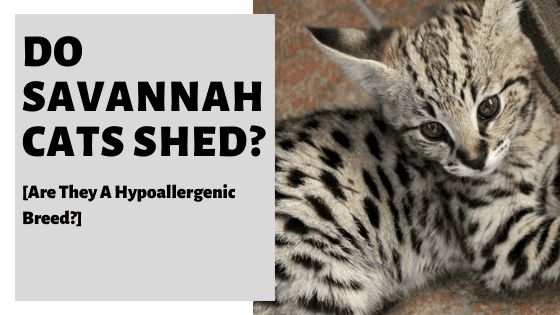 Do Savannah Cats Shed