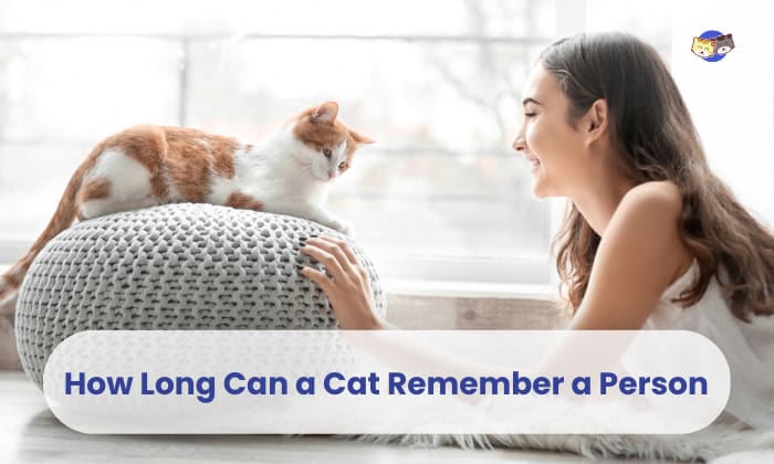 How Long is a Cats Memory