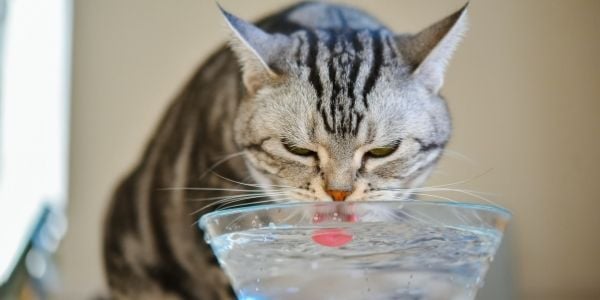How Much Water Should a Cat Drink Per Day