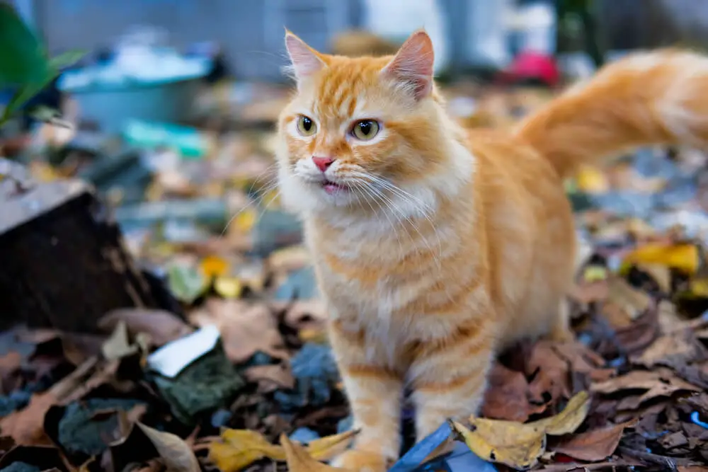 Orange Tabby Cat Lifespan